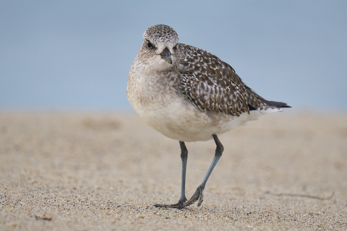 Black-bellied Plover - ML645825496