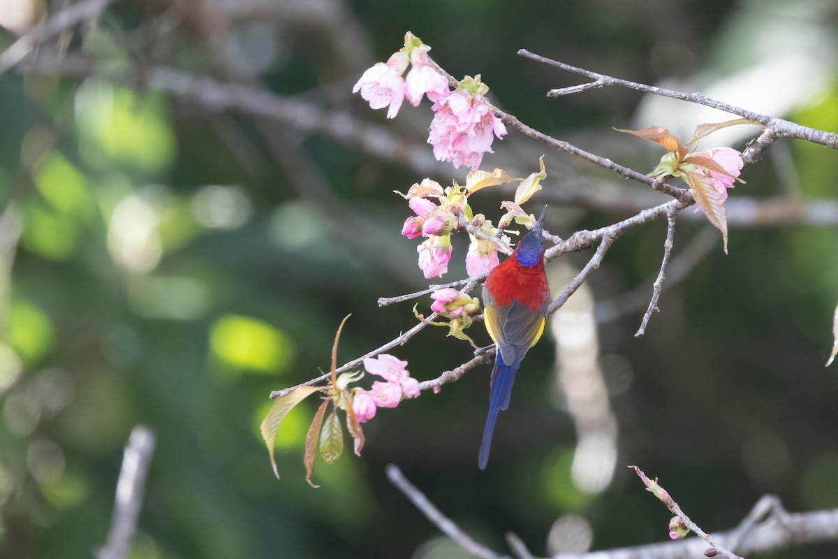 Mrs. Gould's Sunbird - ML645825497