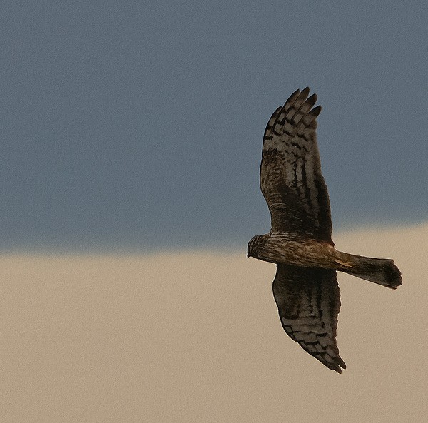 Hen Harrier - ML645825505