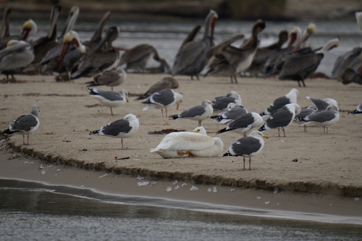 Amerika Pelikanı - ML645825506