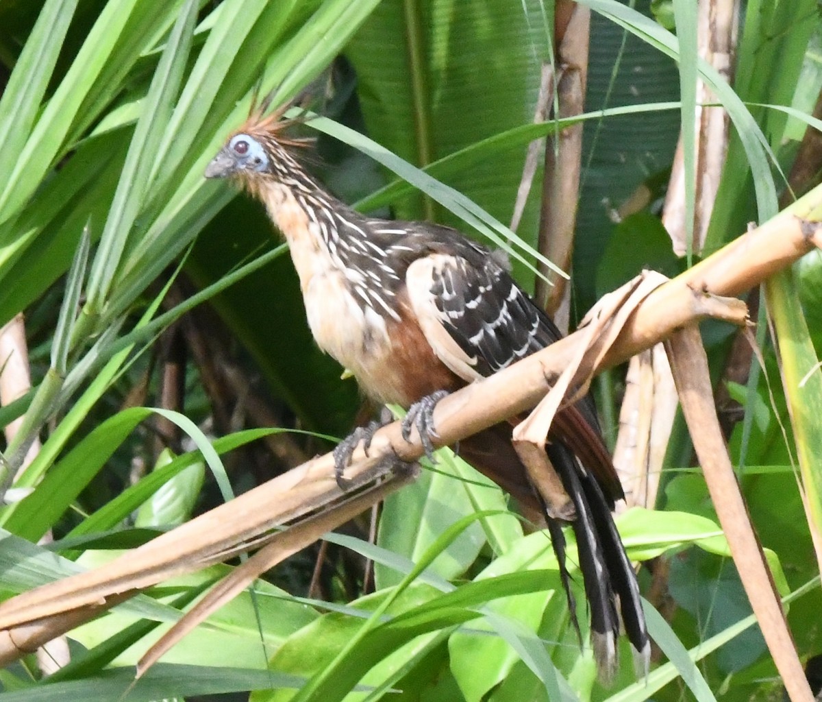 Hoatzin - ML645825508