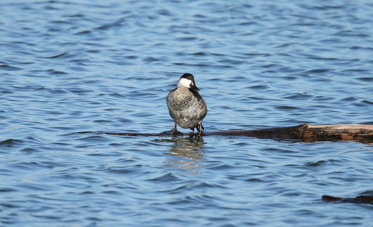 Amerika Dikkuyruğu - ML645825510