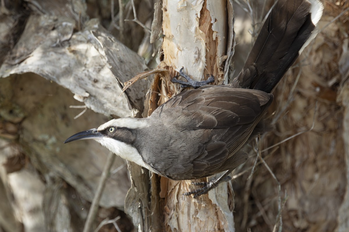 Gri Alınlı Gevezeardıç - ML645825511