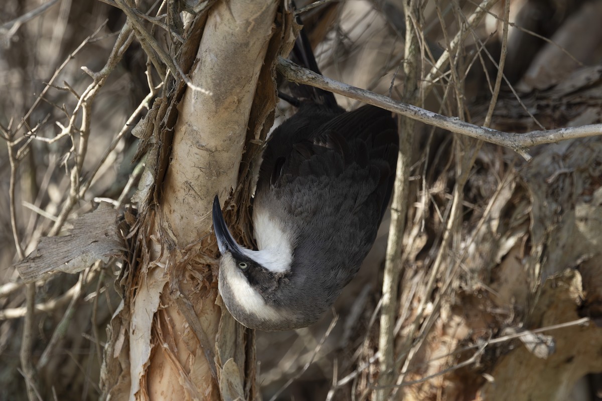 Gri Alınlı Gevezeardıç - ML645825512