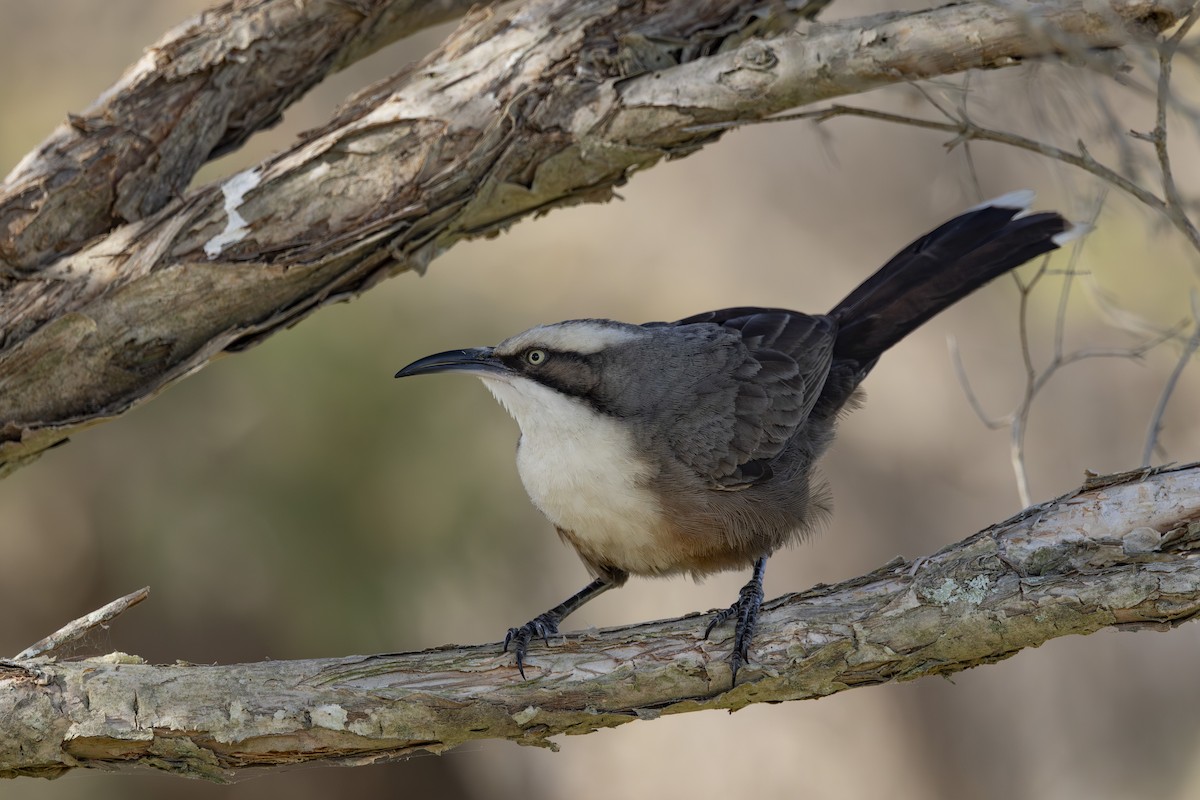 Gri Alınlı Gevezeardıç - ML645825513