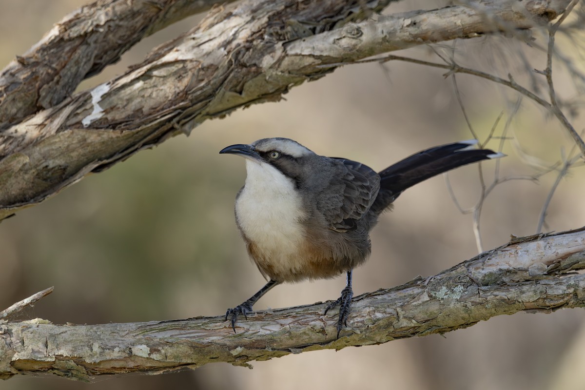 Gri Alınlı Gevezeardıç - ML645825514