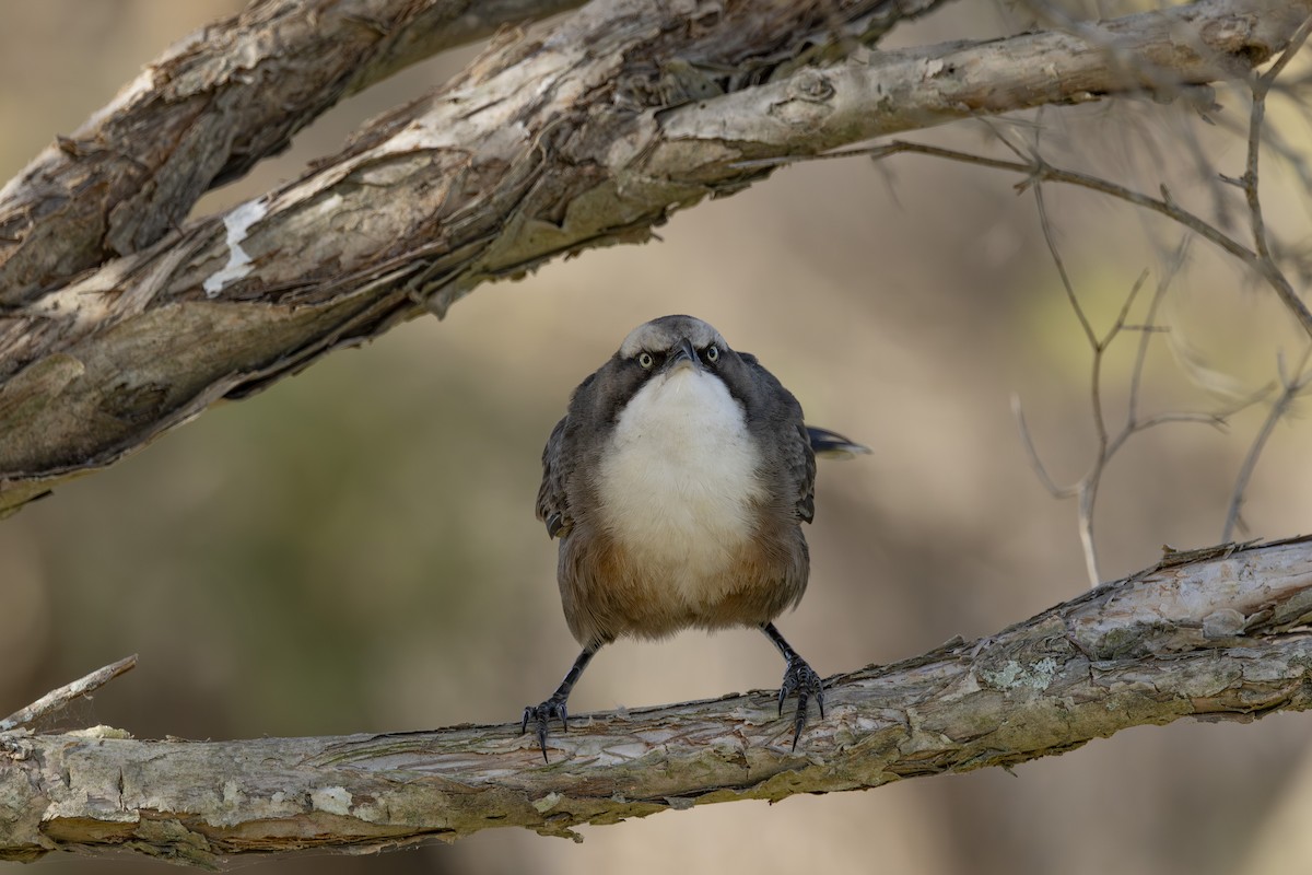 Gri Alınlı Gevezeardıç - ML645825515