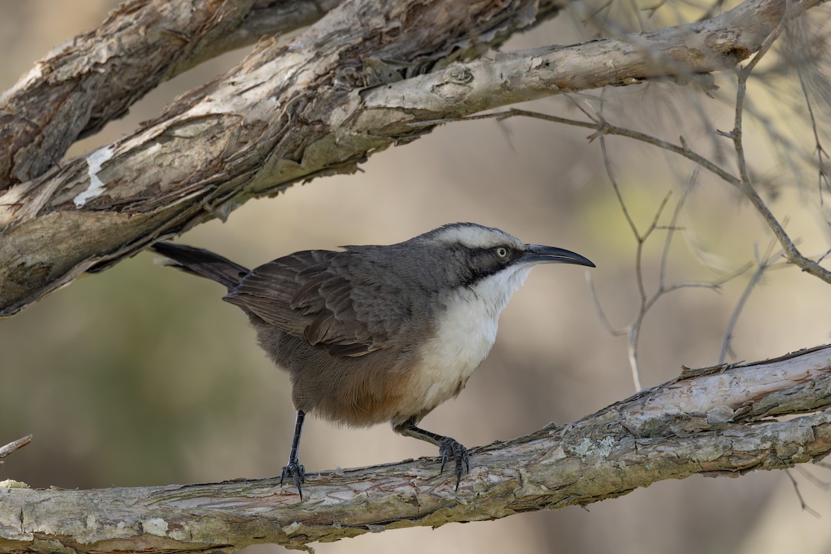 Gri Alınlı Gevezeardıç - ML645825516
