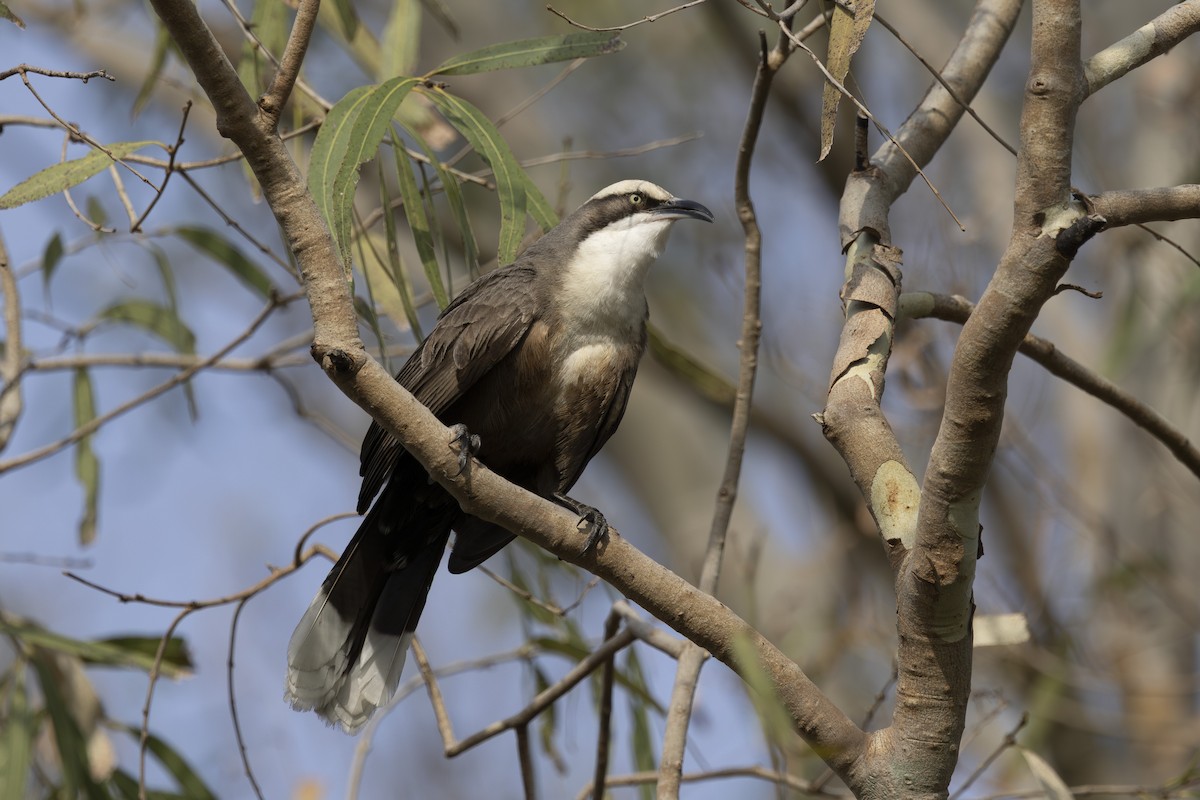 Gri Alınlı Gevezeardıç - ML645825519