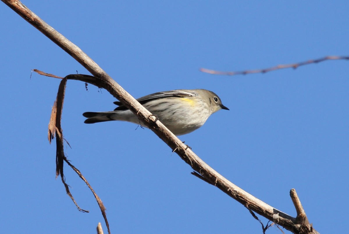 Taçlı Ötleğen - ML645825520