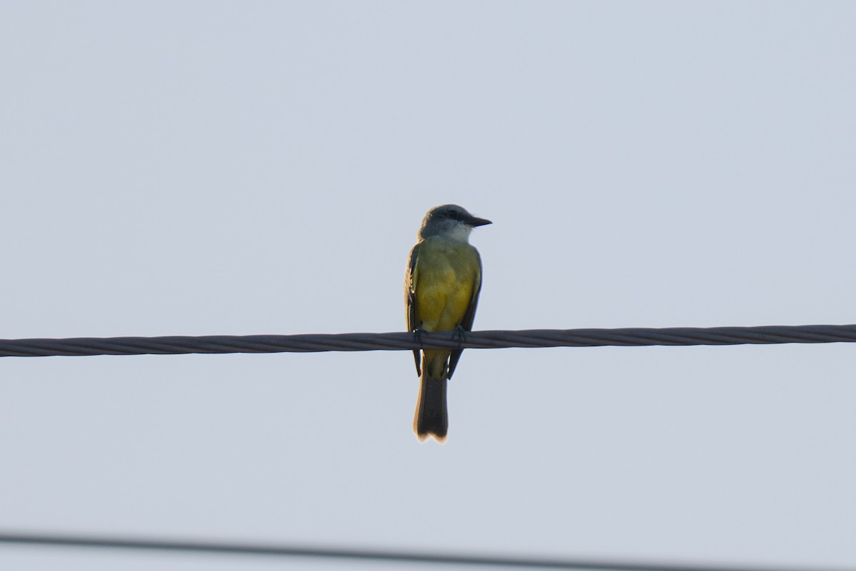 Tropikal Tiran - ML645825522