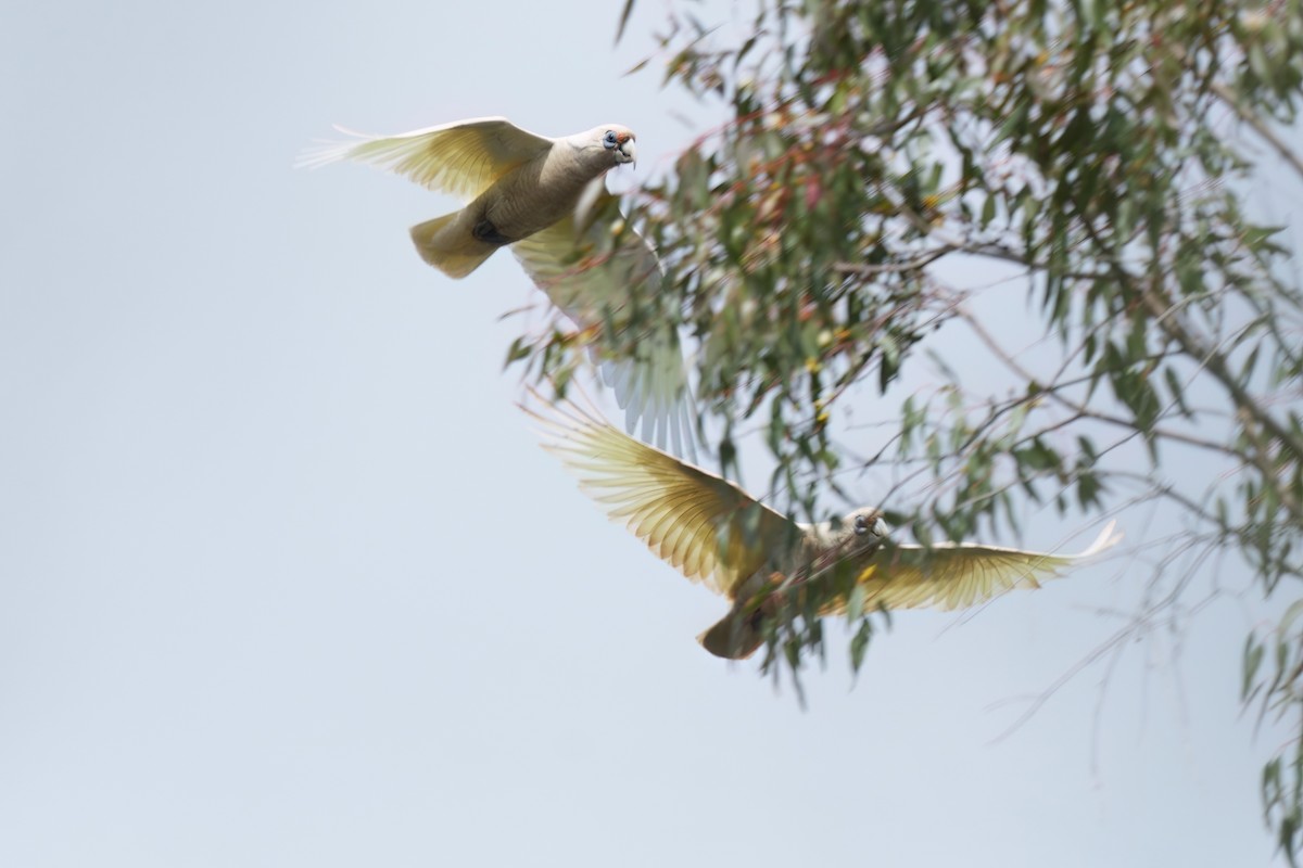 Batılı Korella Kakadusu - ML645825524