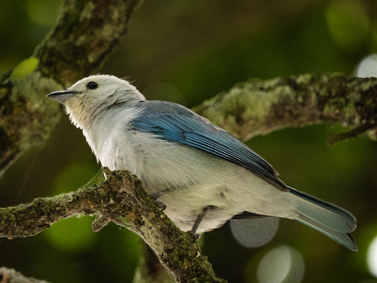 Blue-gray Tanager - ML645825525