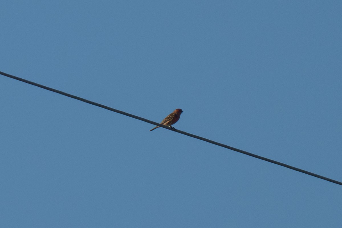 Ev Çütresi - ML645825526