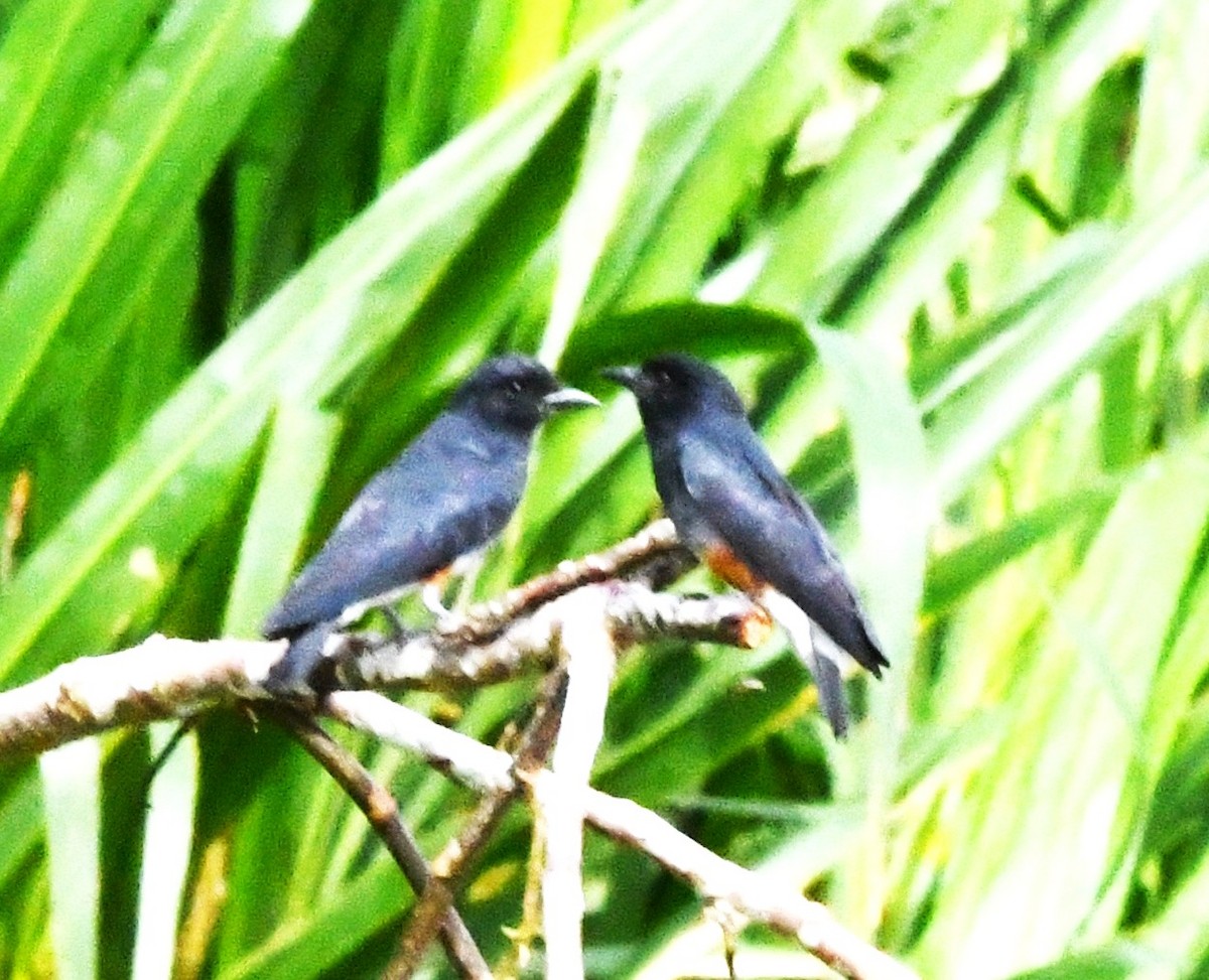 Kırlangıç Keşişkuşu - ML645825527