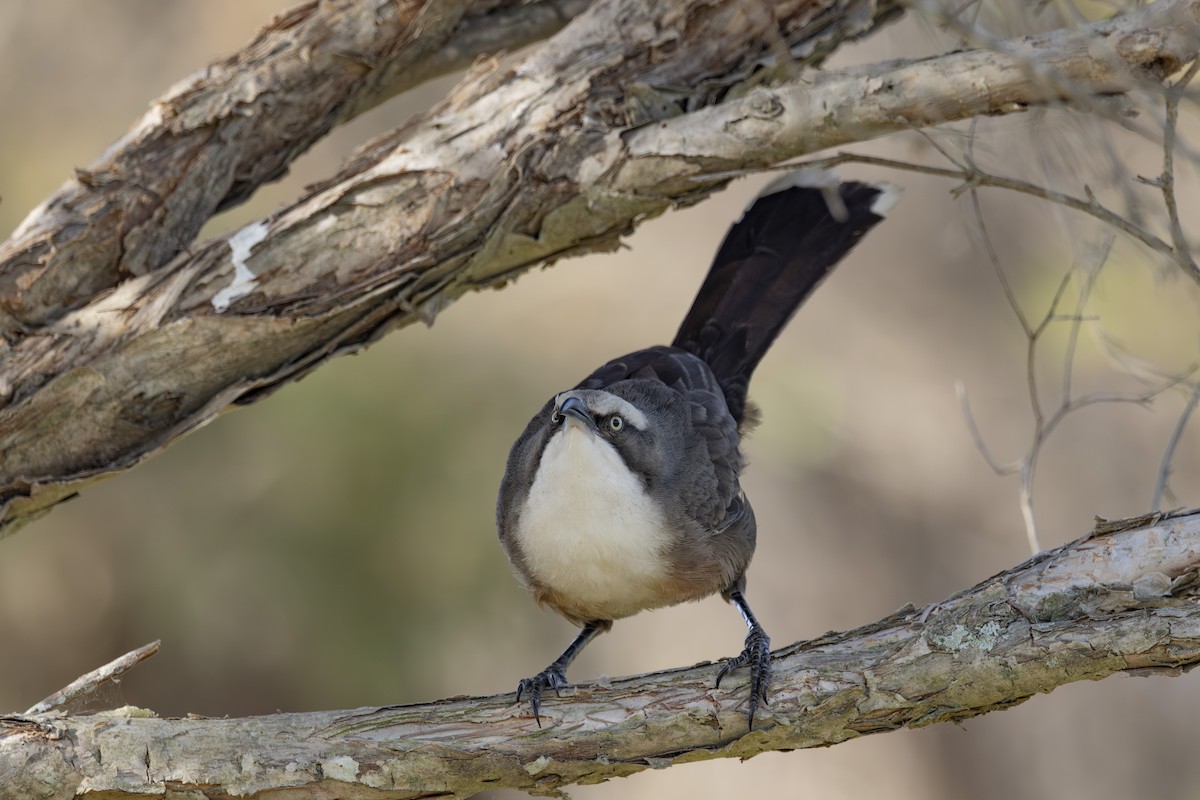 Gri Alınlı Gevezeardıç - ML645825528