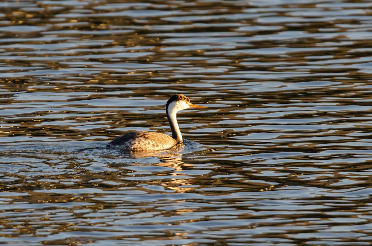 Clark Batağanı - ML645825529