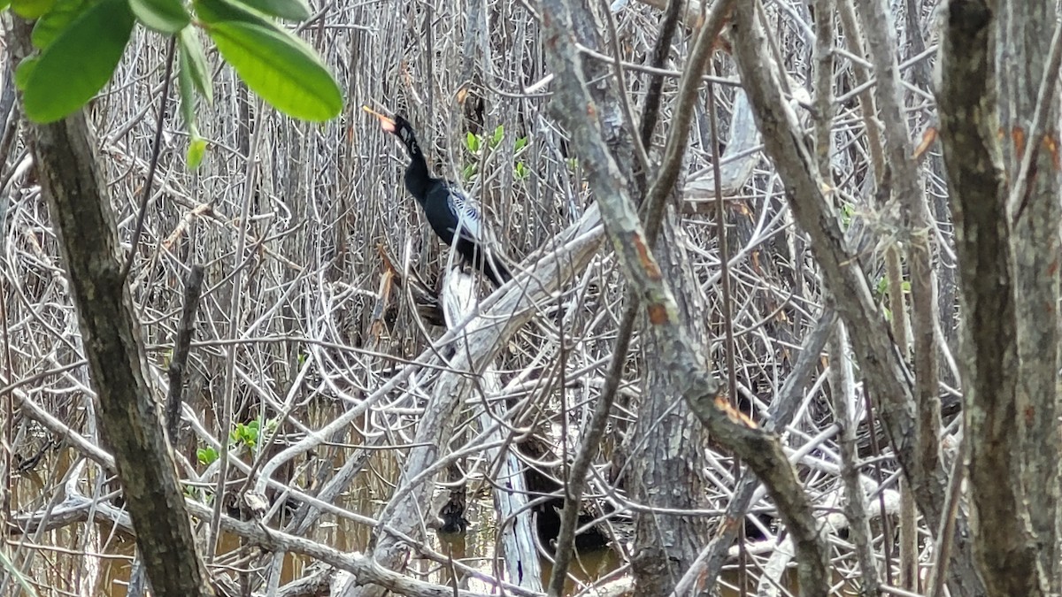 Amerika Yılanboyunu - ML645825534