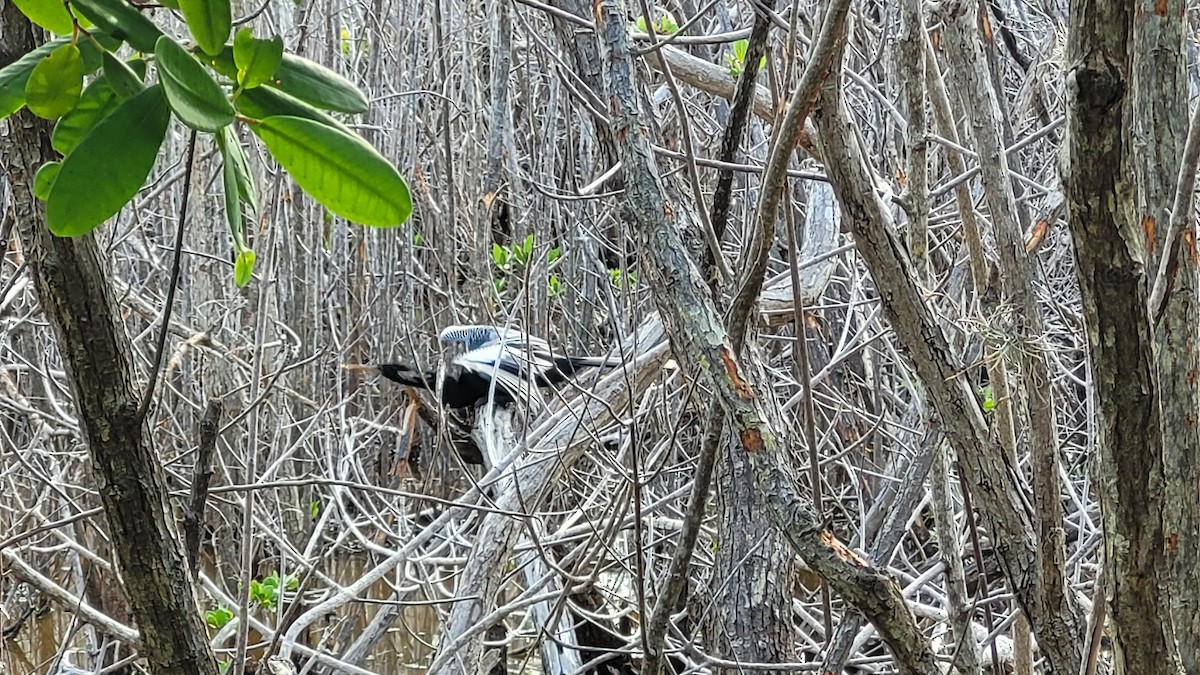 Amerika Yılanboyunu - ML645825535