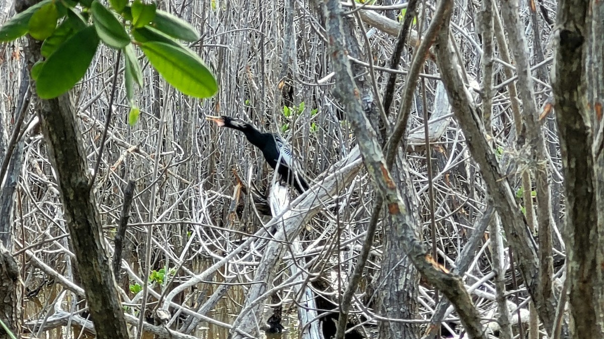 Amerika Yılanboyunu - ML645825536