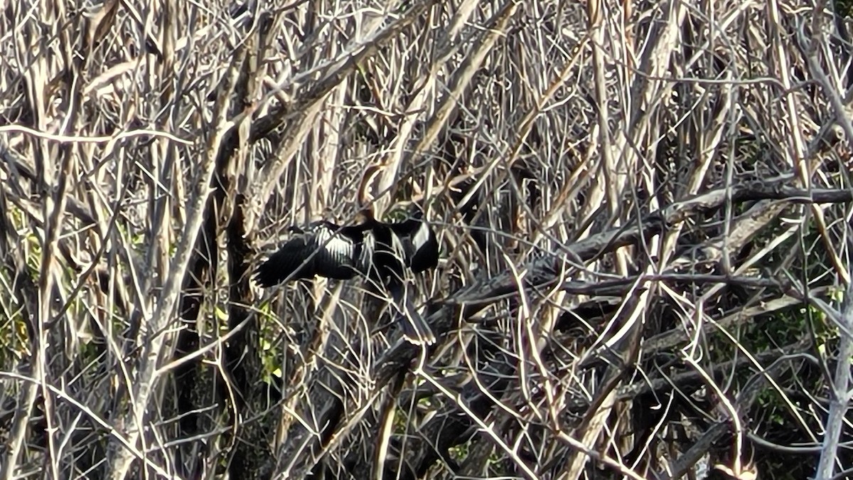 Amerika Yılanboyunu - ML645825537