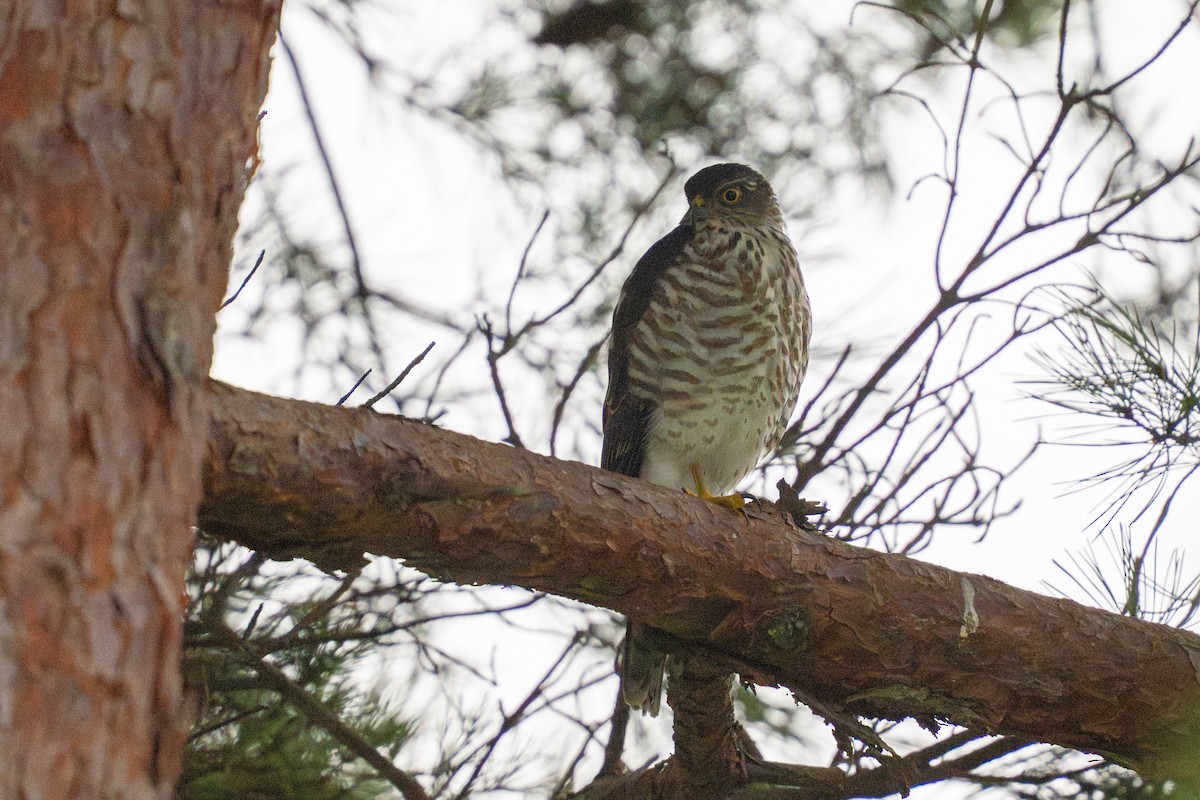 Japon Atmacası - ML645825538