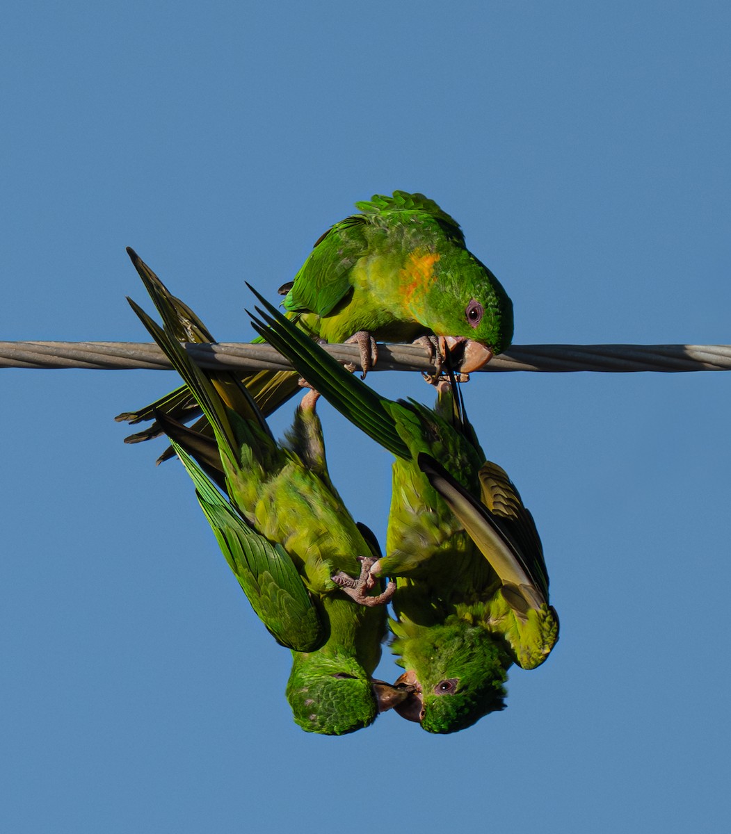Green Parakeet - ML645825539