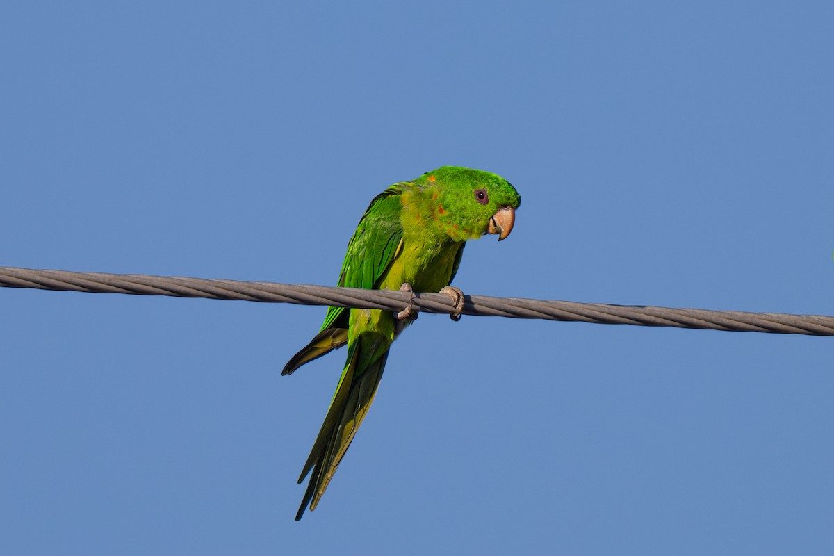 Green Parakeet - ML645825540