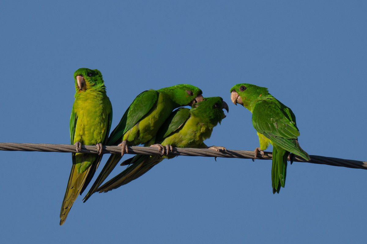 Green Parakeet - ML645825541