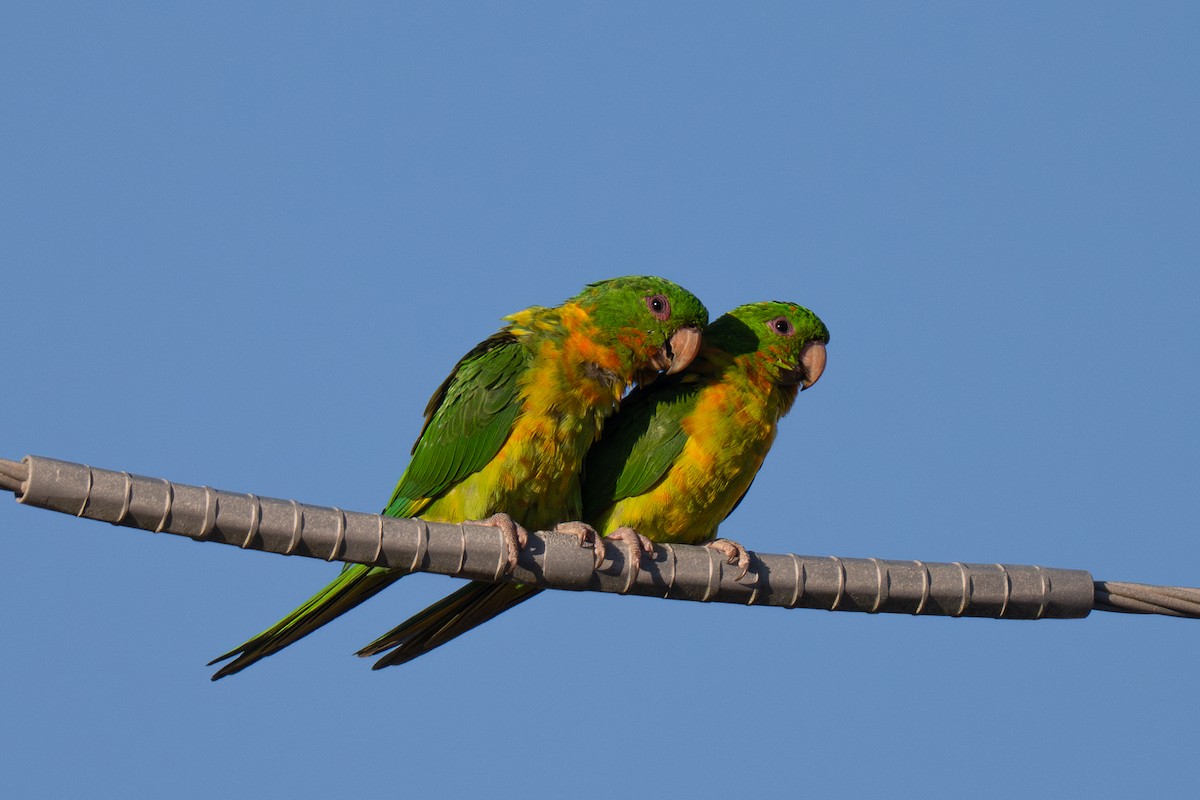 Green Parakeet - ML645825542