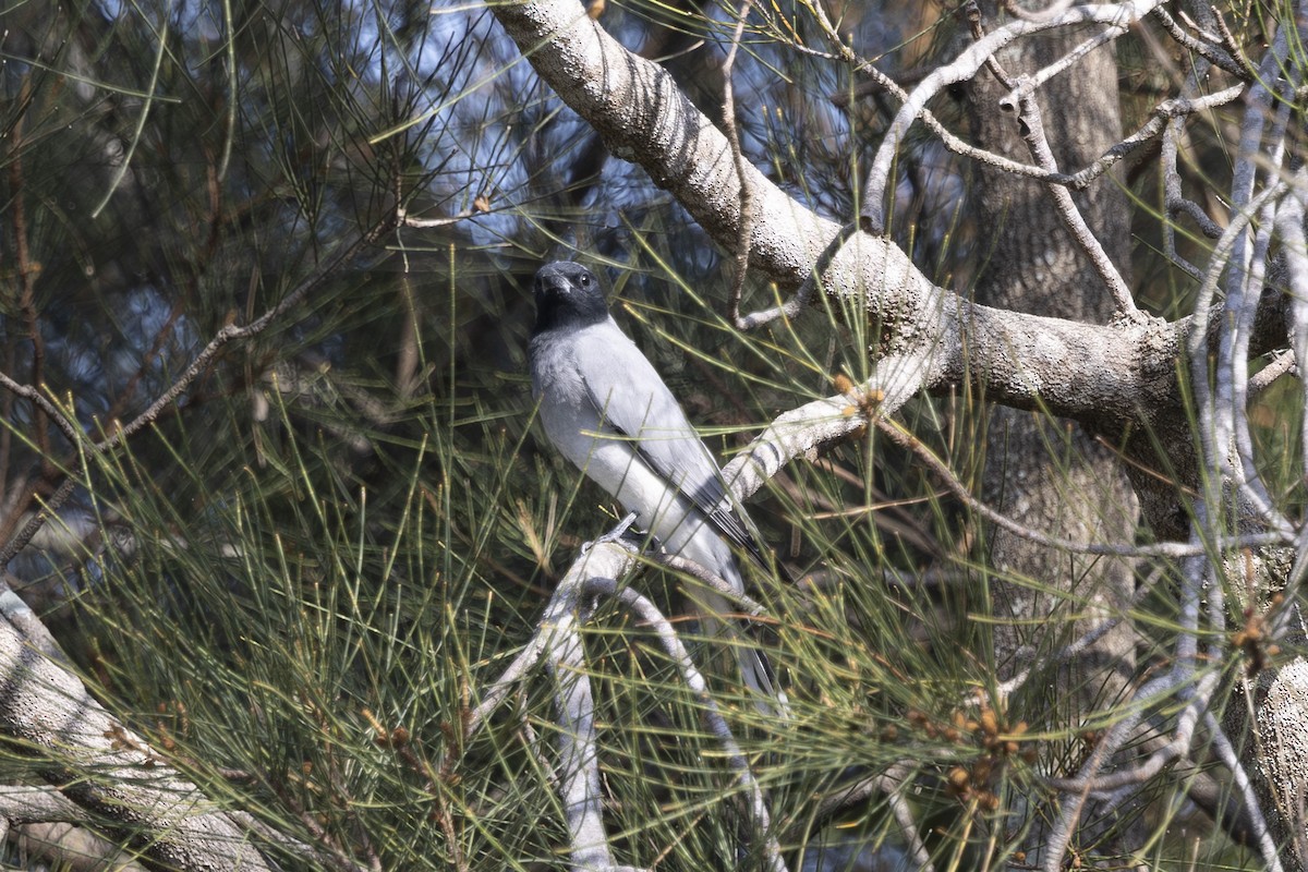 Kara Yüzlü Tırtılyiyen - ML645825543