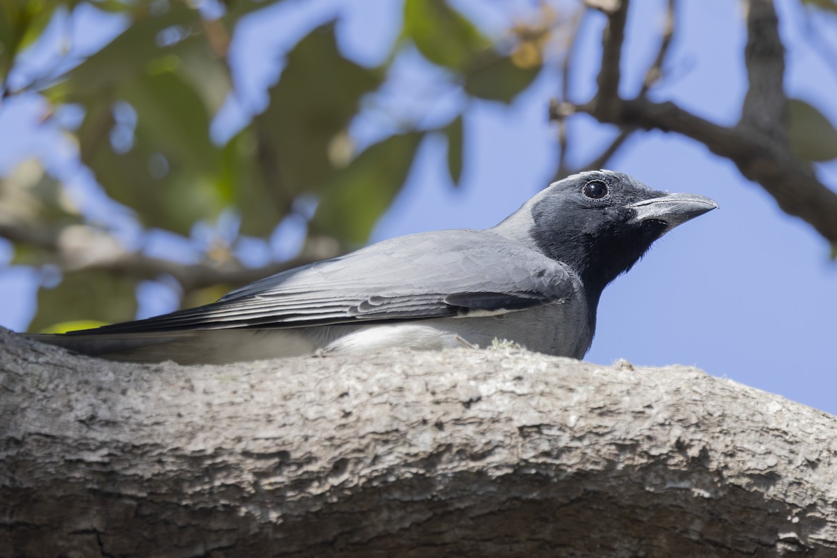 Kara Yüzlü Tırtılyiyen - ML645825544