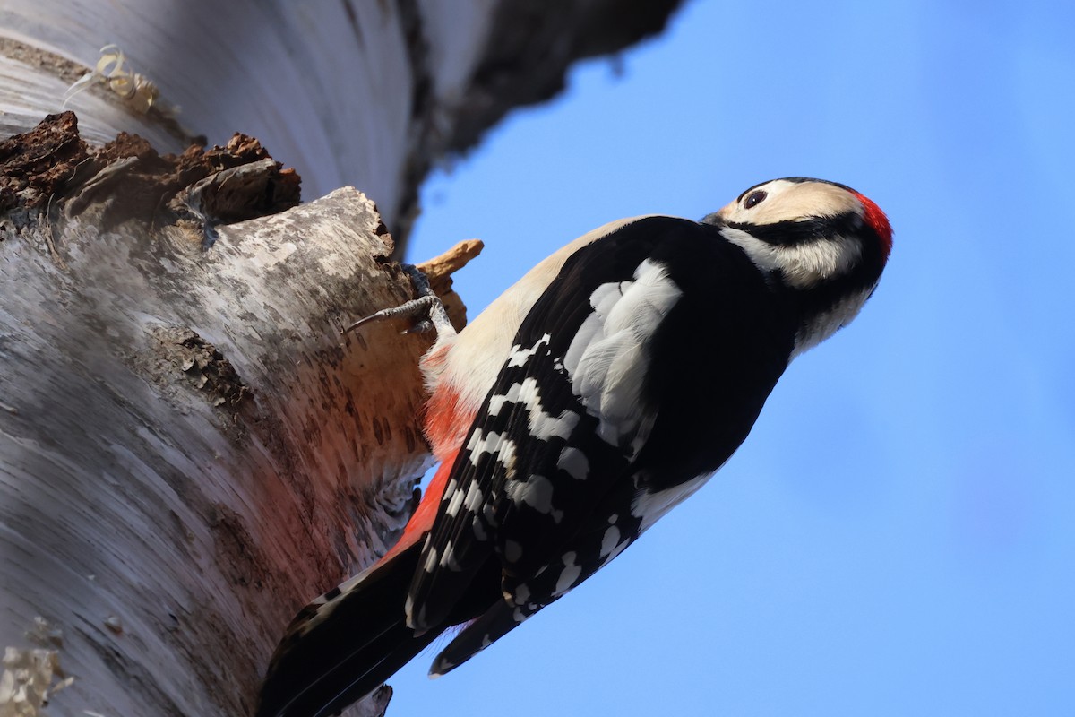 Orman Alaca Ağaçkakanı - ML645825545