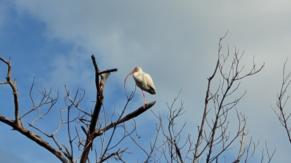 White Ibis - ML645825550