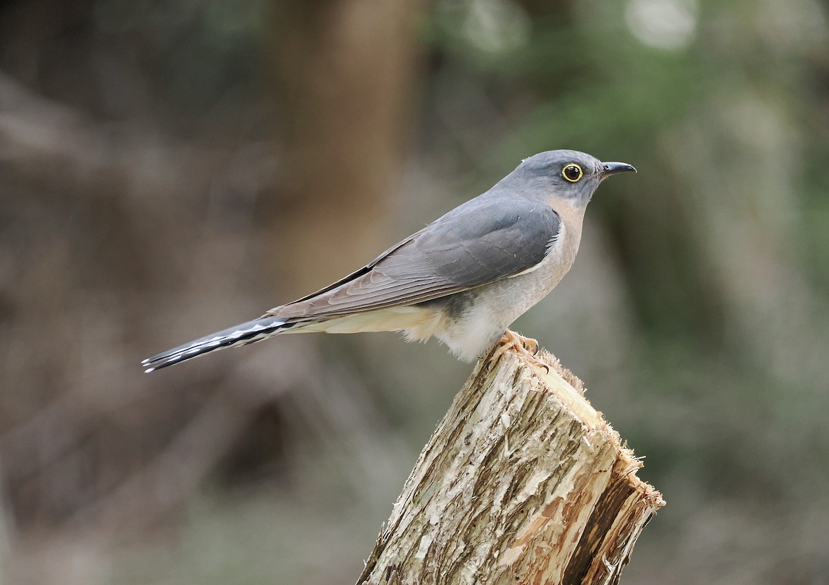 Fan-tailed Cuckoo - ML645825552