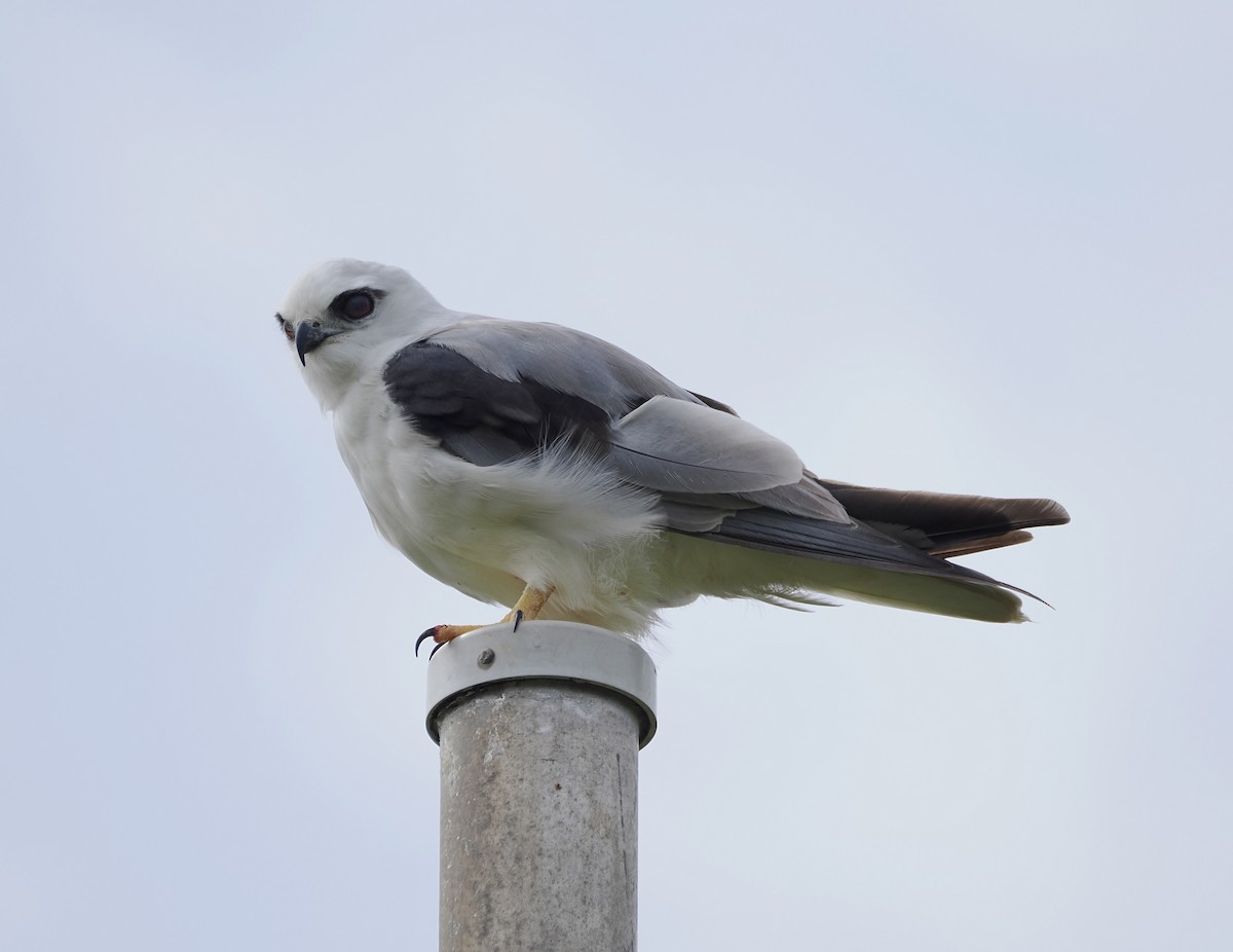 Black-shouldered Kite - ML645825553