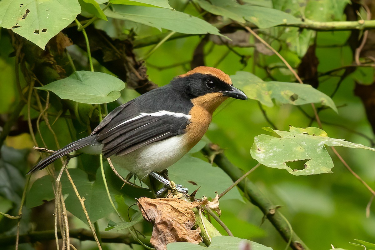 Lühder's Bushshrike - ML645825556