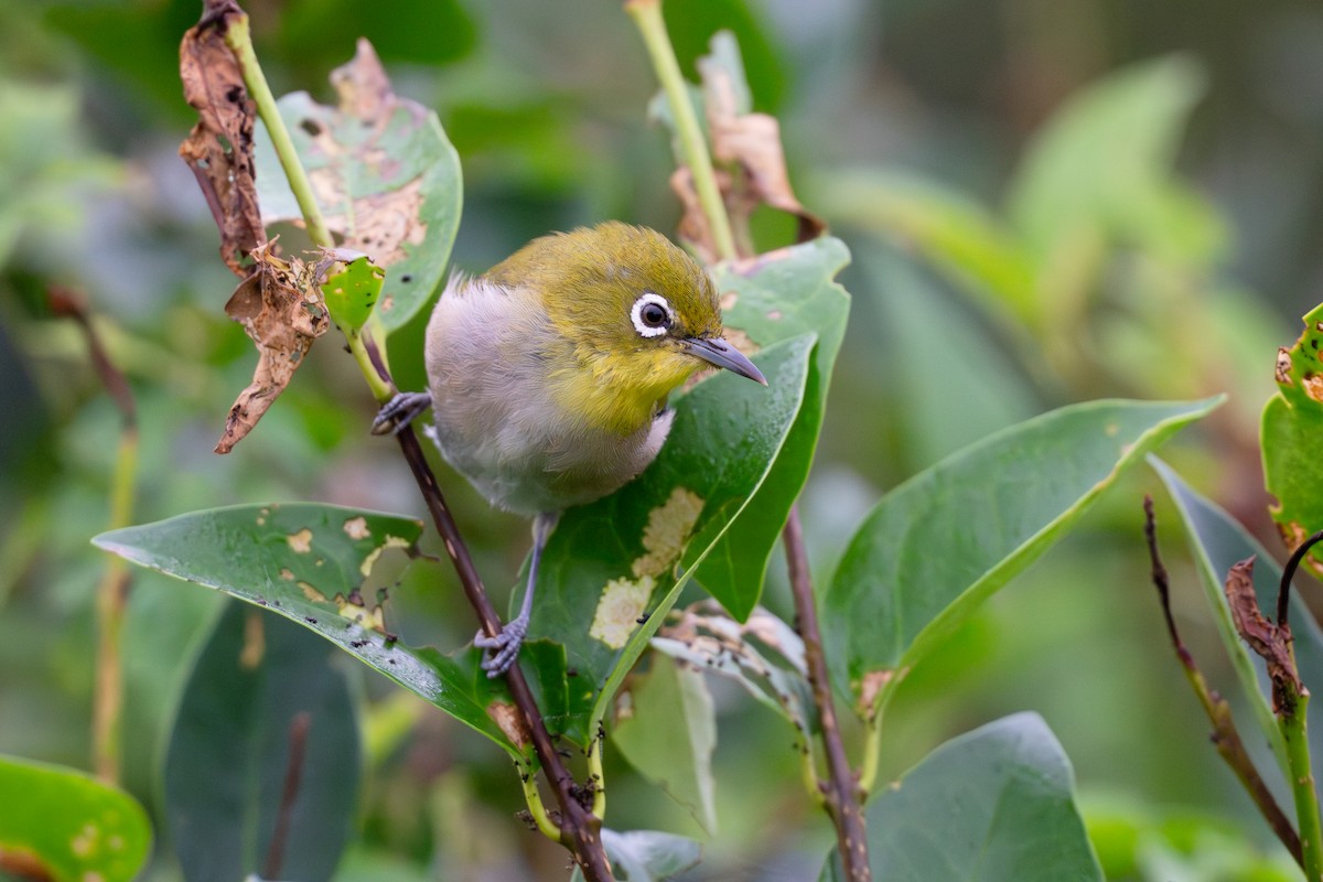 Anteojitos Japonés - ML645825560
