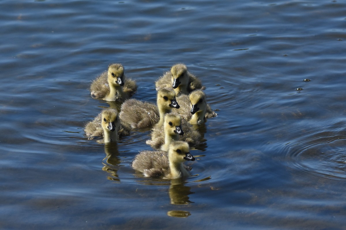 Canada Goose - ML645825561