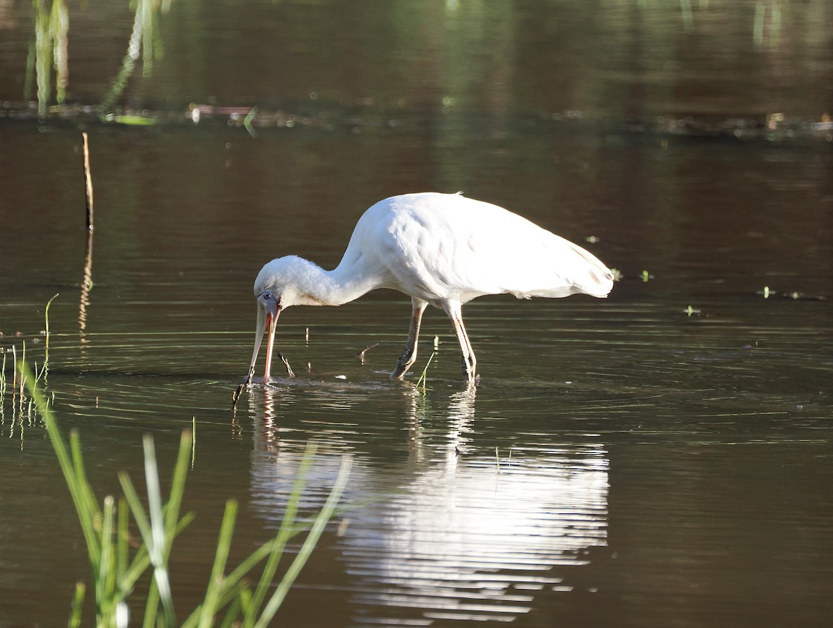 Yellow-billed Spoonbill - ML645825568