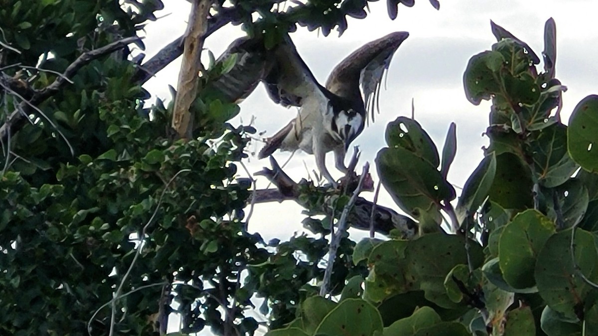 Osprey - ML645825572