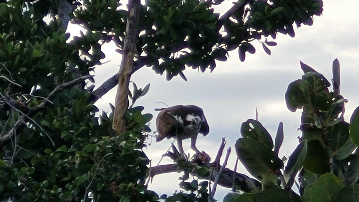 שלך - ML645825573