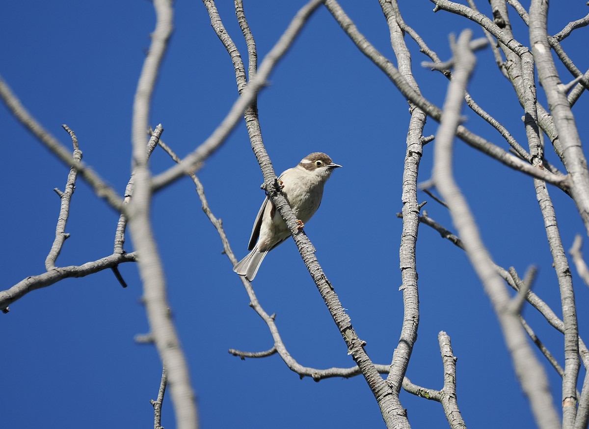 Brown-headed Honeyeater - ML645825574