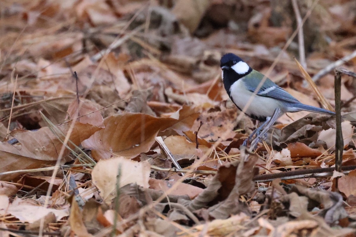 ירגזי אפרפר - ML645825576