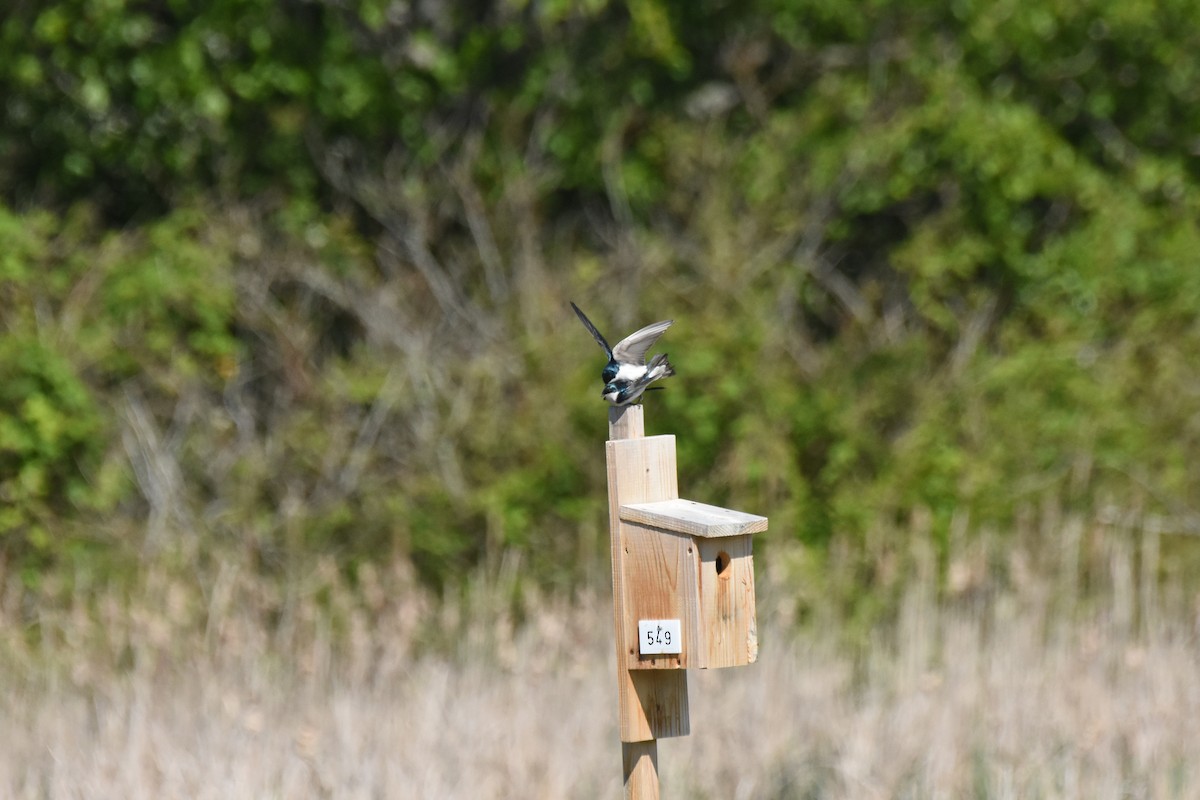 סנונית עצים - ML645825577