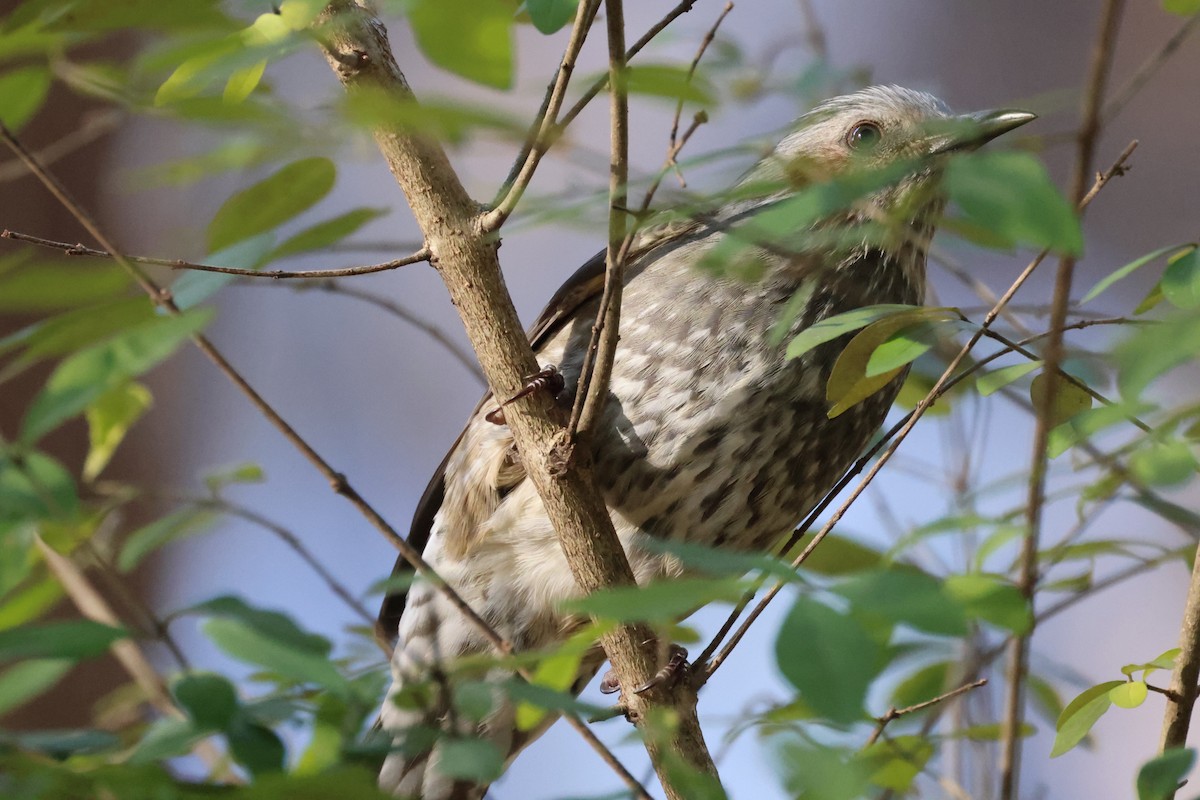 Brown-eared Bulbul - ML645825578