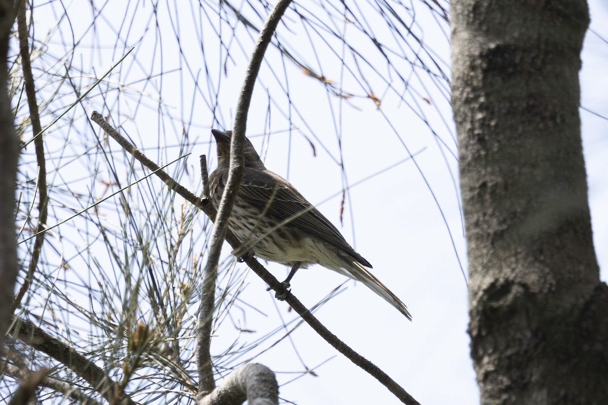 Australasian Figbird - ML645825580