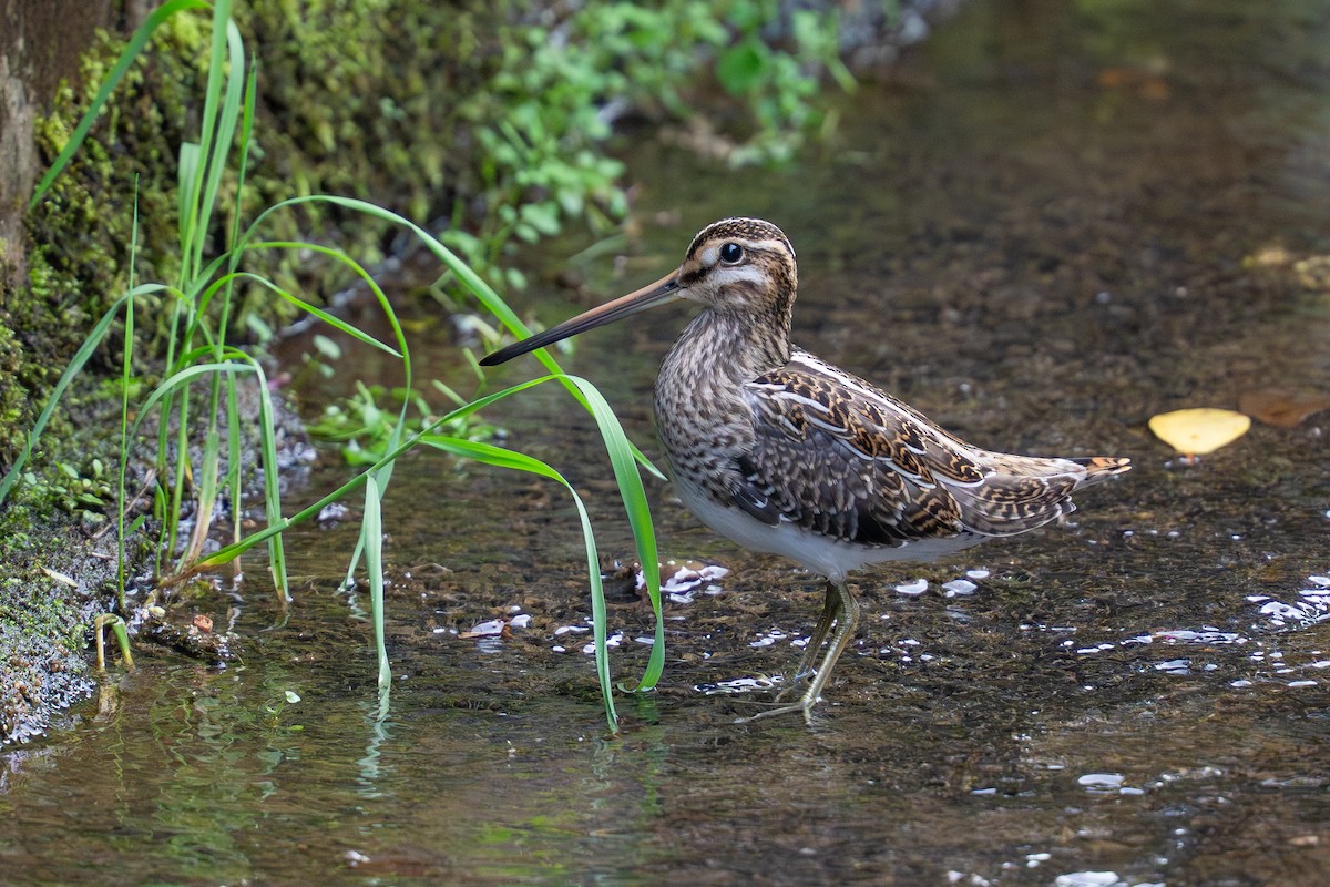 חרטומית ביצות - ML645825581
