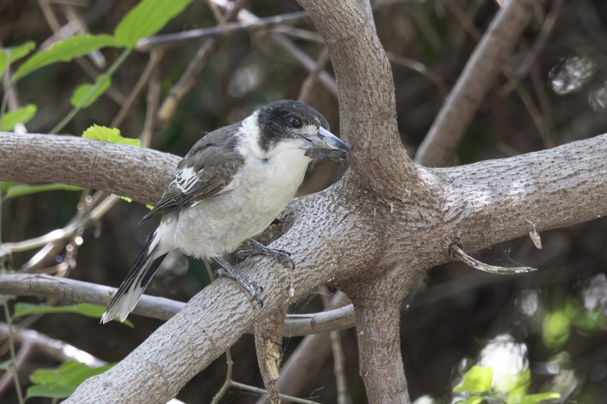 Gray Butcherbird - ML645825582