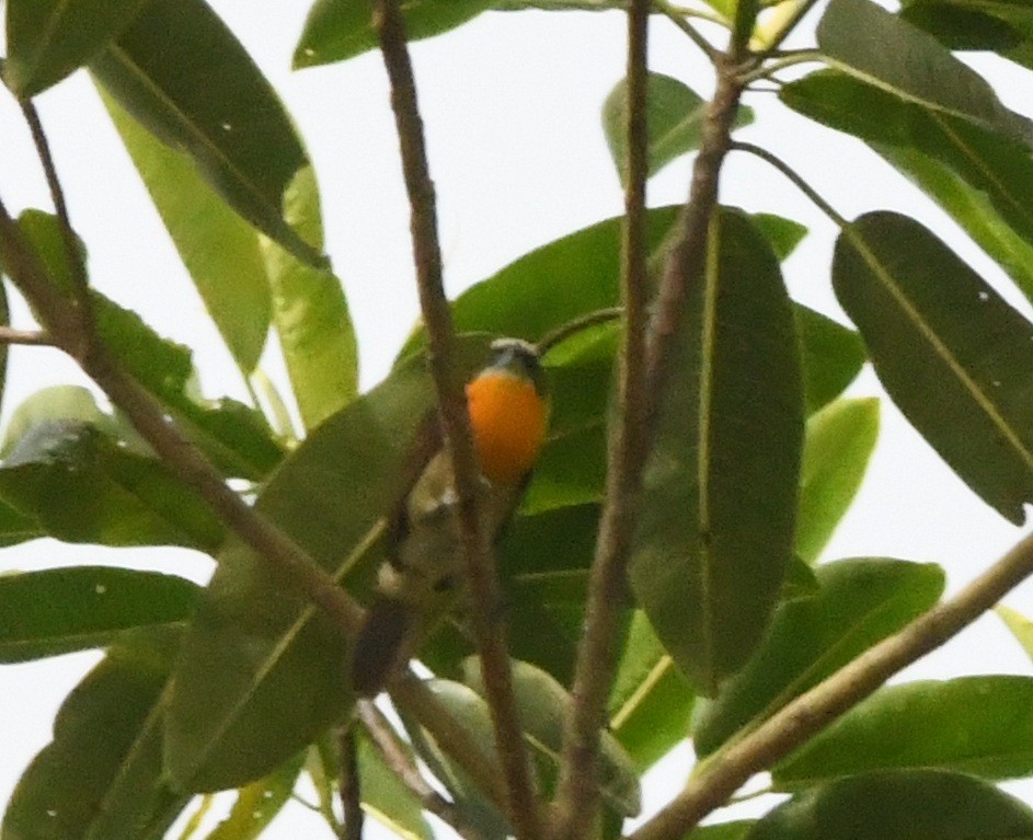 Scarlet-crowned Barbet - ML645825583